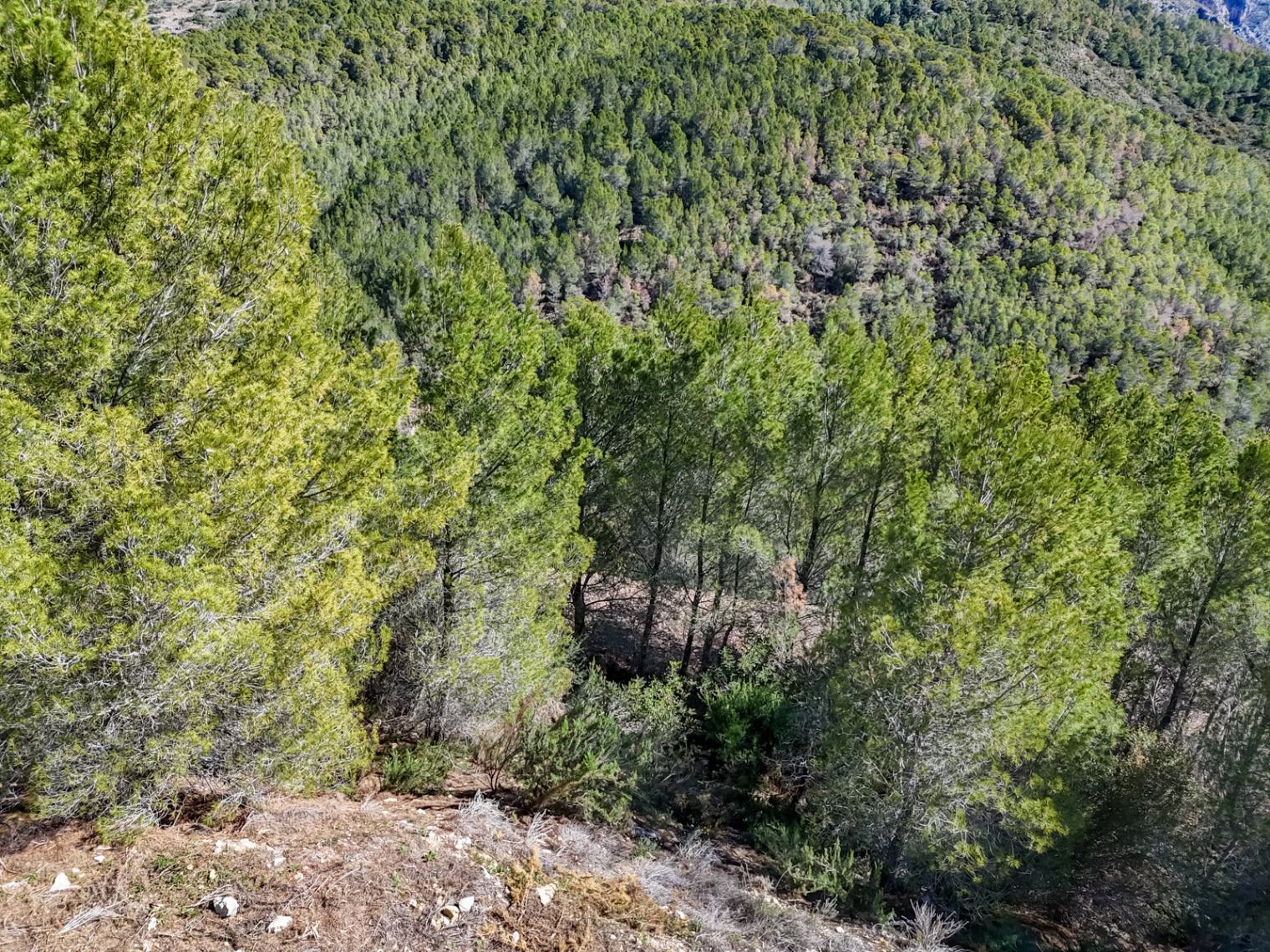 Te koop perceel in SANTA CLARA - ALTEA